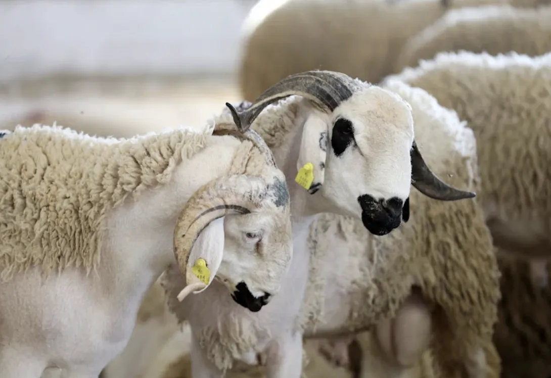 منح وسلف عيد الأضحى 2026: تباين الإجراءات بين الإدارات يعيد نقاش الإنصاف بين الموظفين